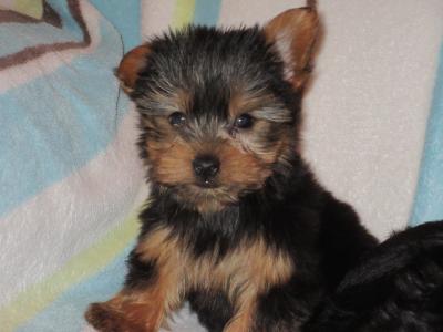 Yorkshire Terrier puppies in Carlow